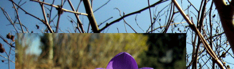 Eine bunte Blütenpracht erwacht im Frühling