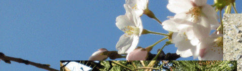 Das Leben beginnt im Frühling, Insekten und Tiere unterwegs