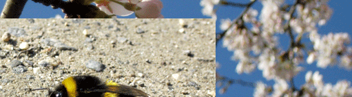 Das Leben beginnt im Frühling, Insekten und Tiere unterwegs