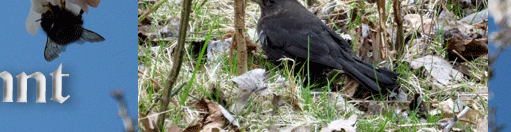 Das Leben beginnt im Frühling, Insekten und Tiere unterwegs
