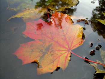 Blatt im Wasser