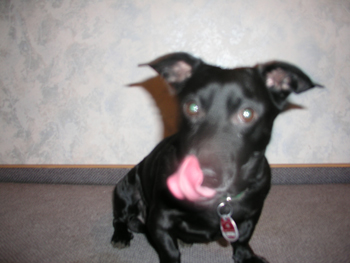 Purzel Hund streckt Zunge raus