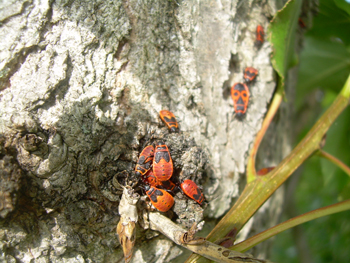 Käfer auf einem Baum