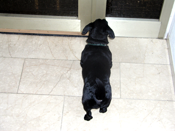 Purzel Hund vor der Tür