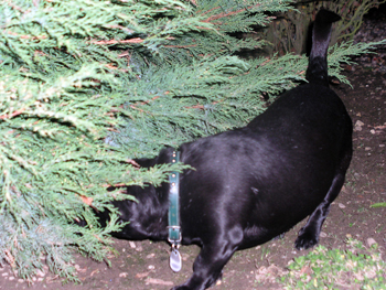 Purzel Hund unterm Busch