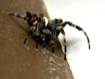 Spinne am Haus