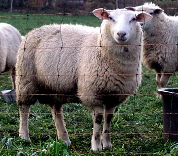 guckendes Schaf auf der Weide