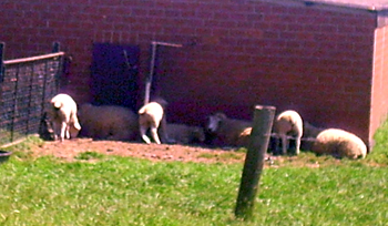 Schafe vor ihrem Stall