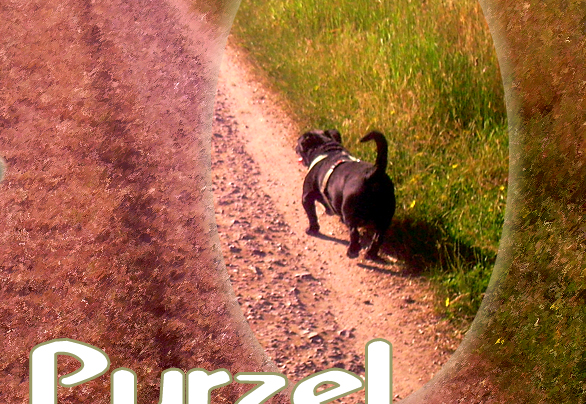 Ein Hund mit dem Namen Purzel