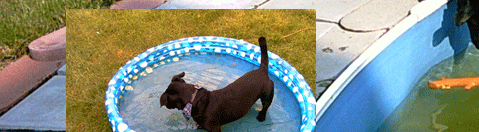 Purzel, ein Hund im Pool